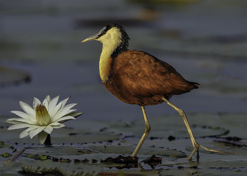 Aubrey  Siebert -  Independent - Early morning light