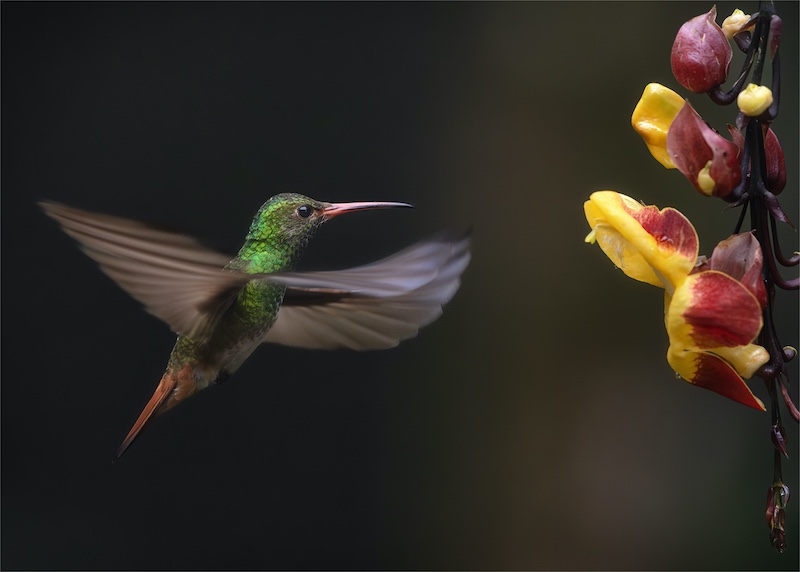 Craig Morgan - Randburg Foto Klub-Randburg Photo Club - A Moment in Motion