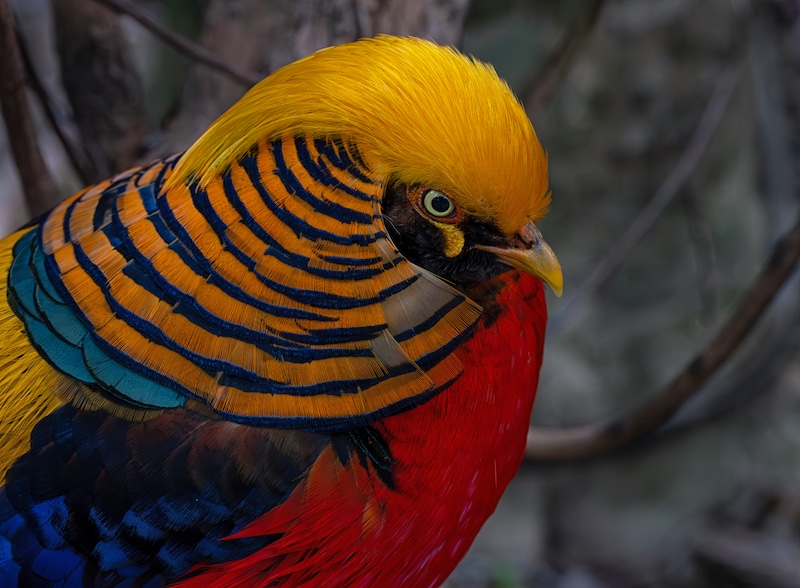 Eileen  Covarr - Knysna Photographic Society - Golden pheasant