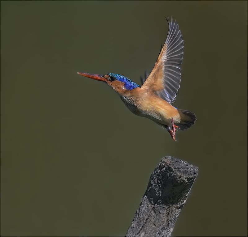 Eric Bosman - Kriel Foto Club - Malachite Takeoff