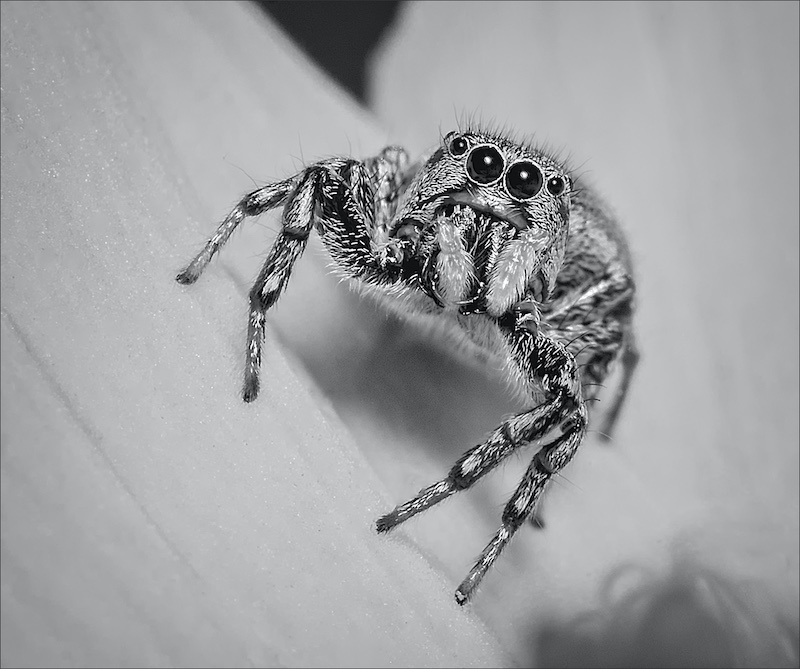 Haig Fourie - Vanderbijlpark Fotografiese Vereniging - Looking at me