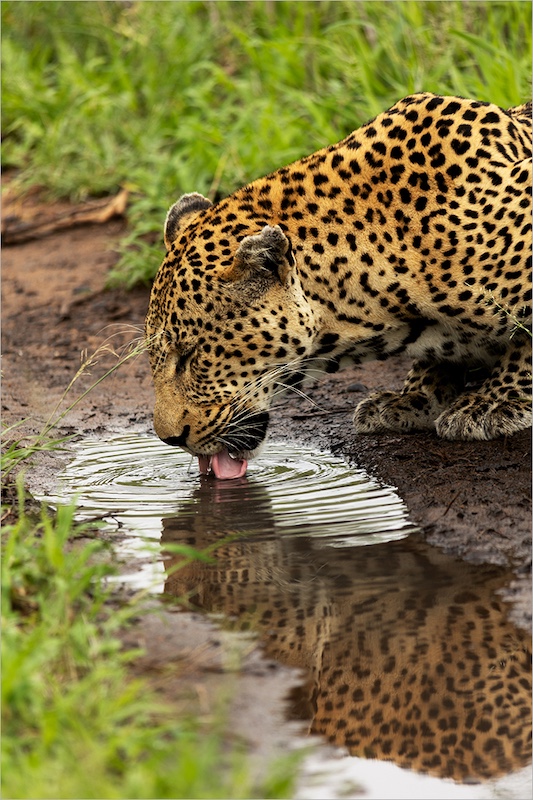 Jacques Geere - Kosmos Fotografie Klub - Leopard Beauty