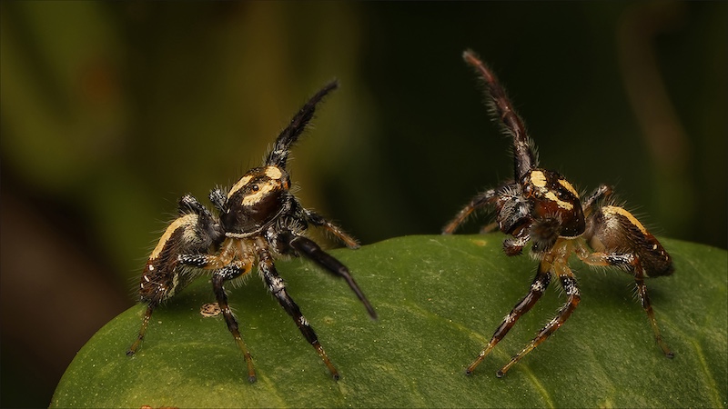 Jacques Kruger - Ermelo Fotoklub - Territorial dispute