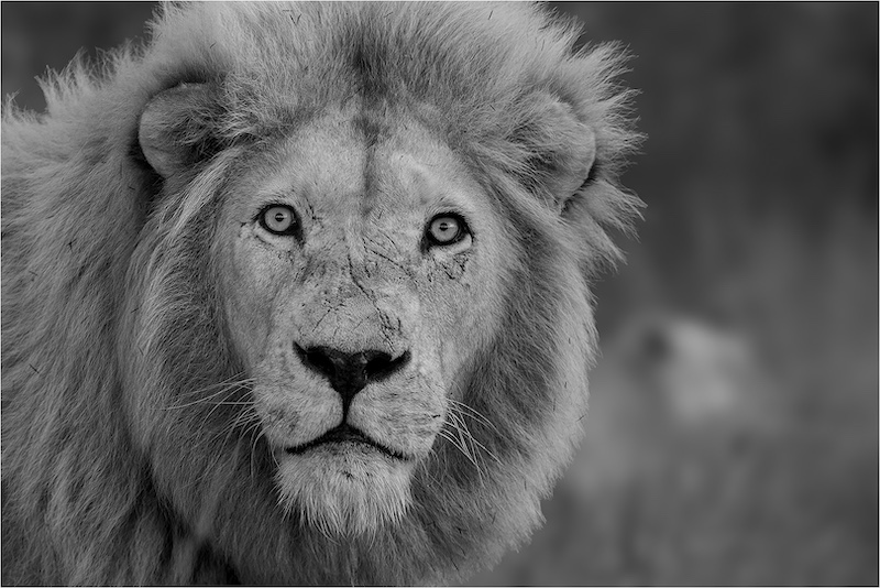 Johann Kruger - Kroonstad Fotoklub - Lion Stare