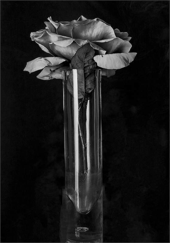 Louis Mouton - Brandpuntfotoklub - Rose