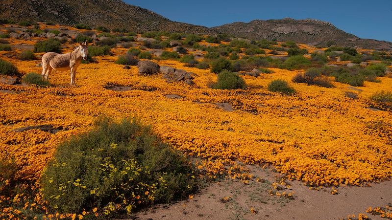 Peter Oosthuizen - Knysna Photographic Society - On my own
