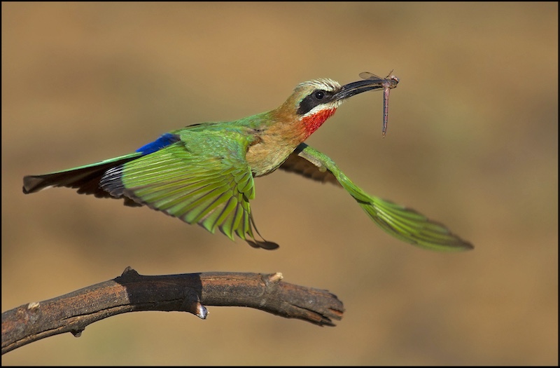 Roelf Ackerman - Midlens Fotoklub - Hungry Bee Eater