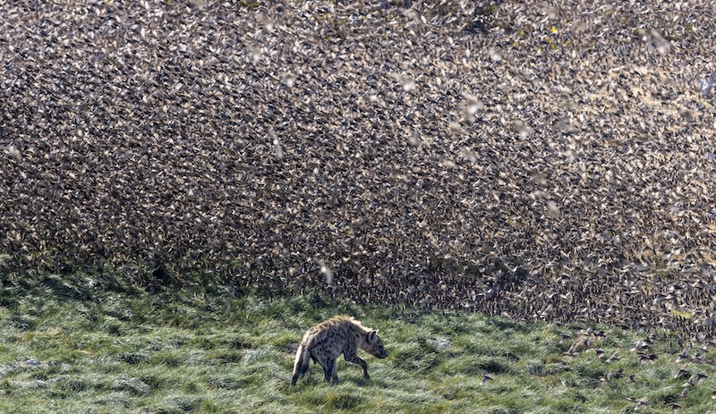 Sharlene Cathro - Princes Grant Camera Club - Hyena vs Queleas