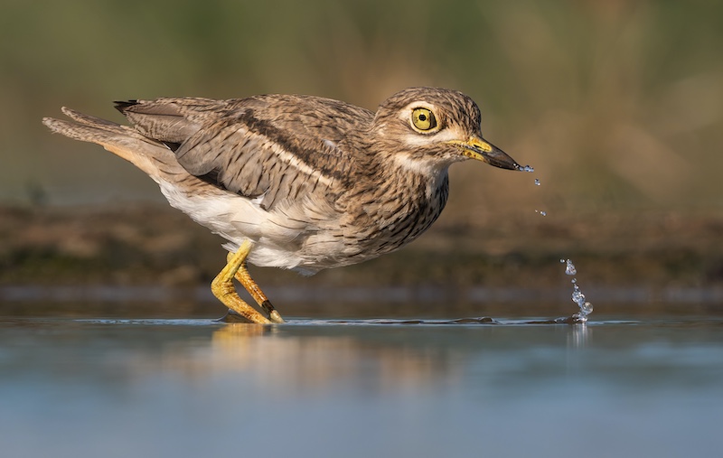Shirley Gillitt - Westville Camera Club - Thicknee in the water