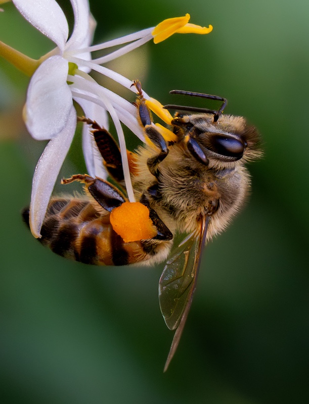 Yolandi Geyser - Sasol Highveld Photography Club - Elegant Worker
