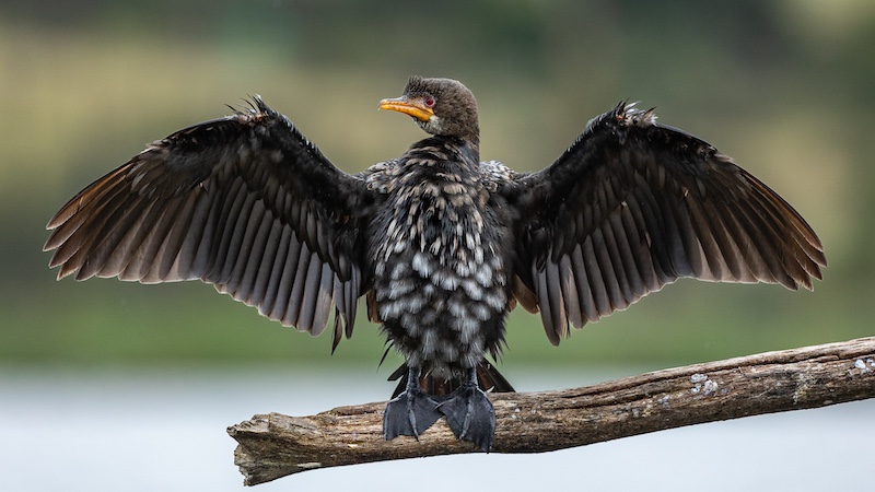 AFO - Rodney van Soest - Welcome to my world