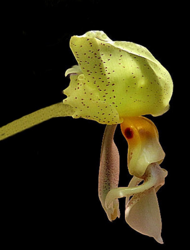 Amber Camera Club - Gaye Nothnagel - Frog Orchid