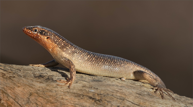 Bethal Fotografie Klub - Priscilla Drotsky - Basking