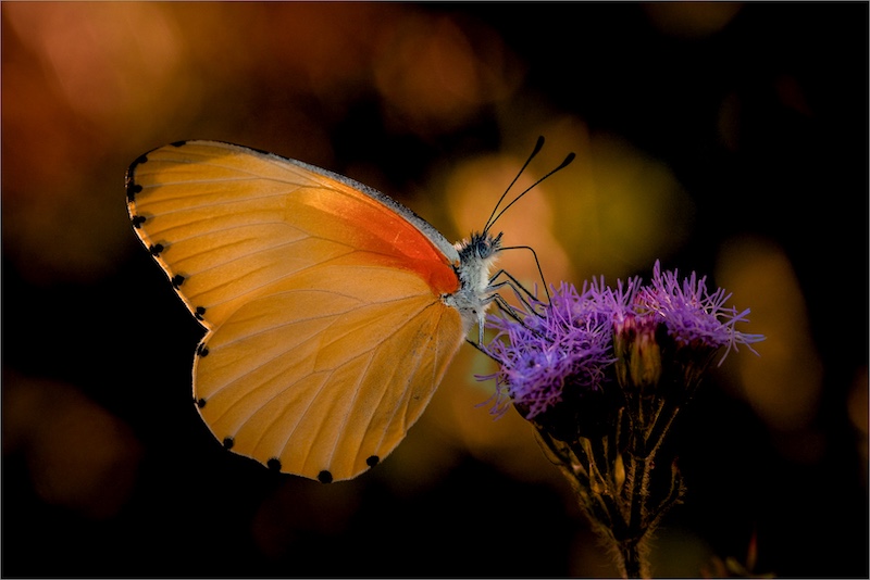 Brandpuntfotoklub - Lucia Hewitt - Nectar moment