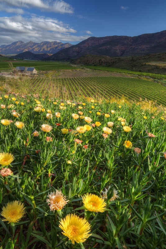 Cape Town Photographic Society - Sagren Padayachee - Spring Season Bonnievale