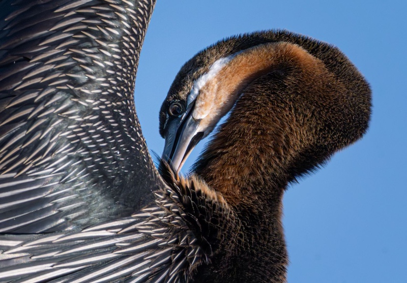 Centurion Camera Club - Mariette Hobkirk van Wyk - I can see you