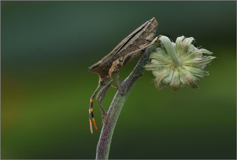Creative Camera Club - Christel Schuttler - Stink Bug
