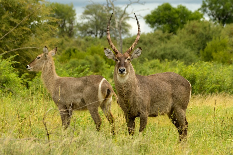 Durban Camera Club - Anne Robinson - Waterbuck Bull and his lady
