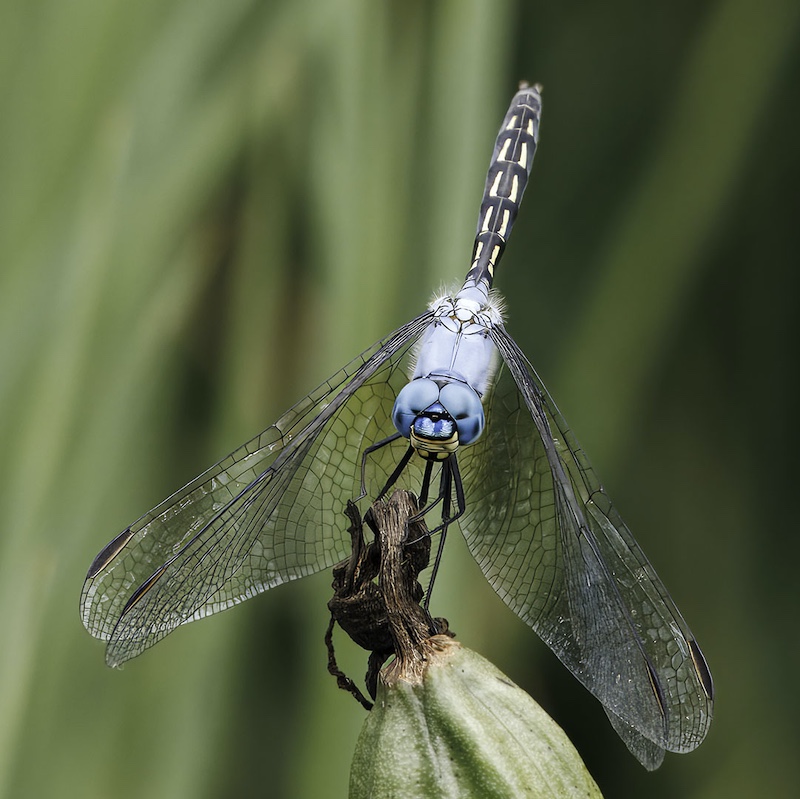 Edenvale Photographic Club - Sandra La Bella - Blue Dragon fly