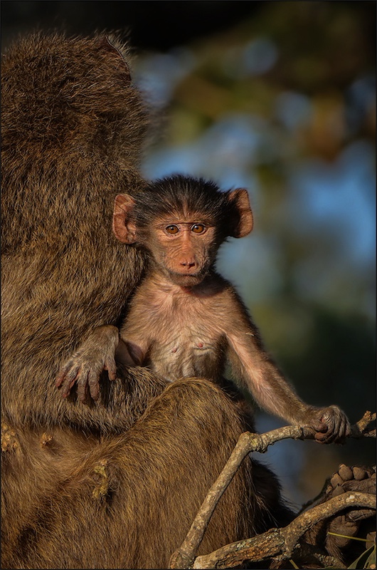 Ermelo Fotoklub - Judy Cronje - Monkey Business