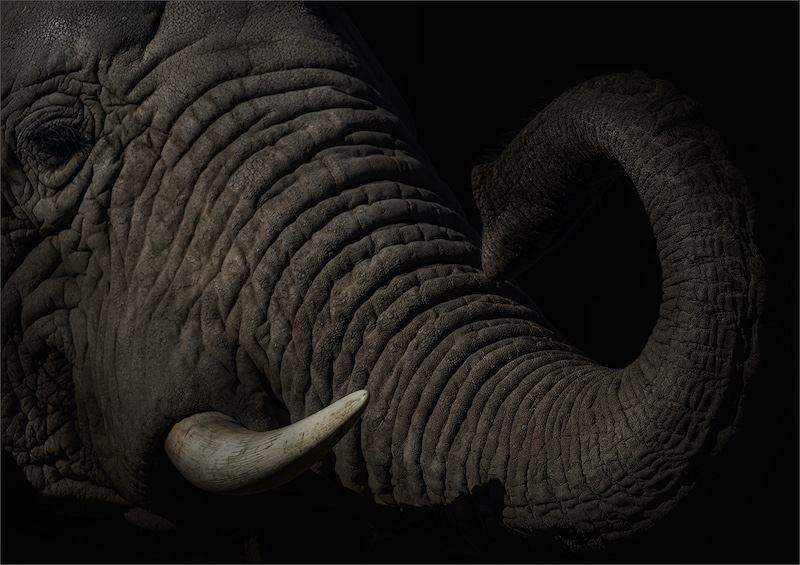 George Camera Club - Laetitia Chandler - Elephant in the dark