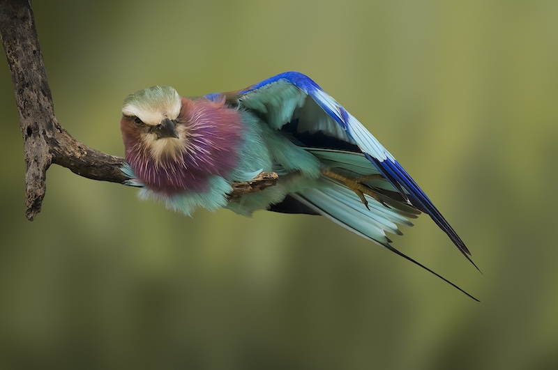 Hibiscus Coast Photographic Society - Sandy Reinders - Ninja Roller