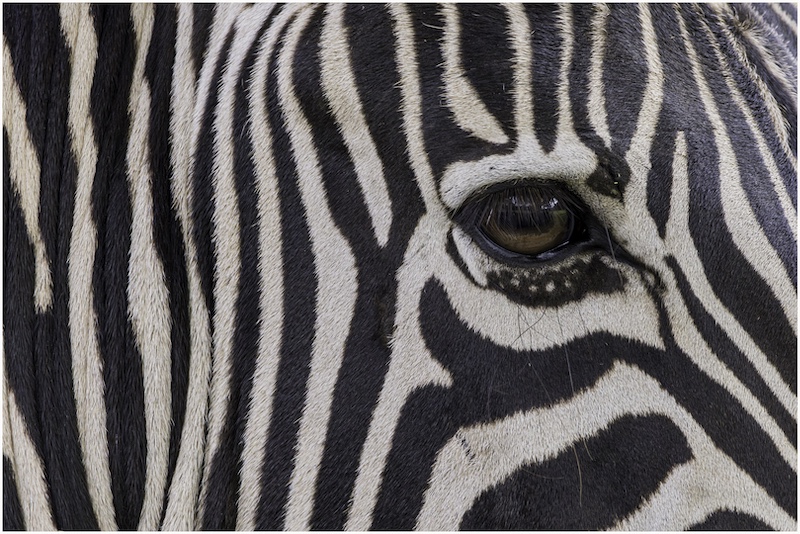 Knysna Photographic Society - Terence Clarke - Zebra eye