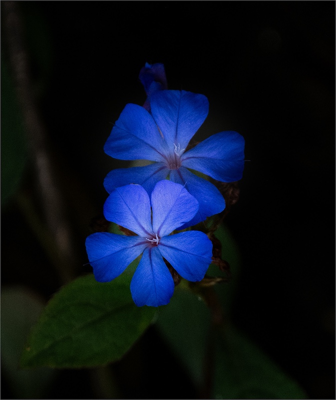 Midlens Fotoklub - Ruwaan Fourie - Blue Duo