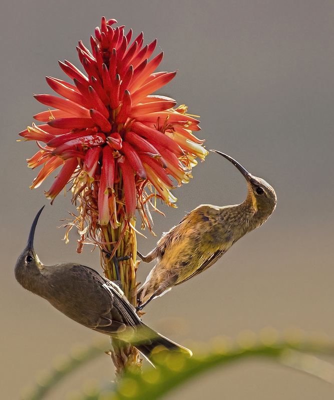 Port Elizabeth Camera Club - Colin Lyall - Nectar feast