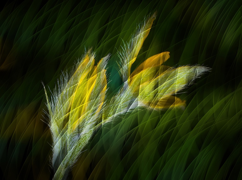 Pretoria Photographic Society - Gerrit van Rooyen - Grass