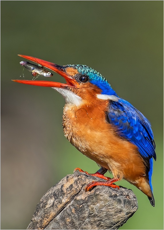 Sandton Photographic Society - Heather Maher - Yum