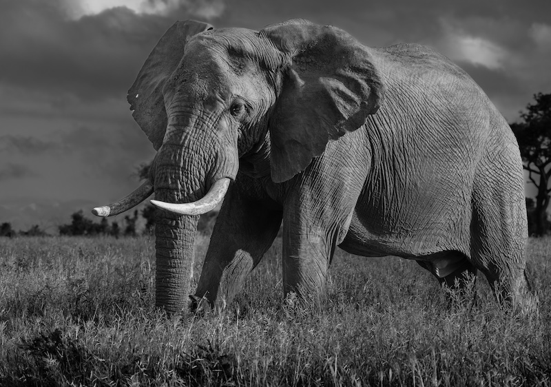 Sapphire Coast Camera Club - Sharon Zunckel - Elephant in Mono