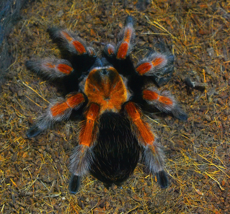 Schools - Aristea Photoclub - Raidon Myburgh - Hairy Monster