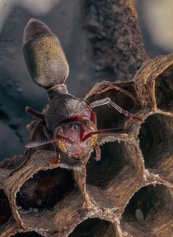 Schools - HS Linden - Phiane Oosthuizen - Natures Engineer