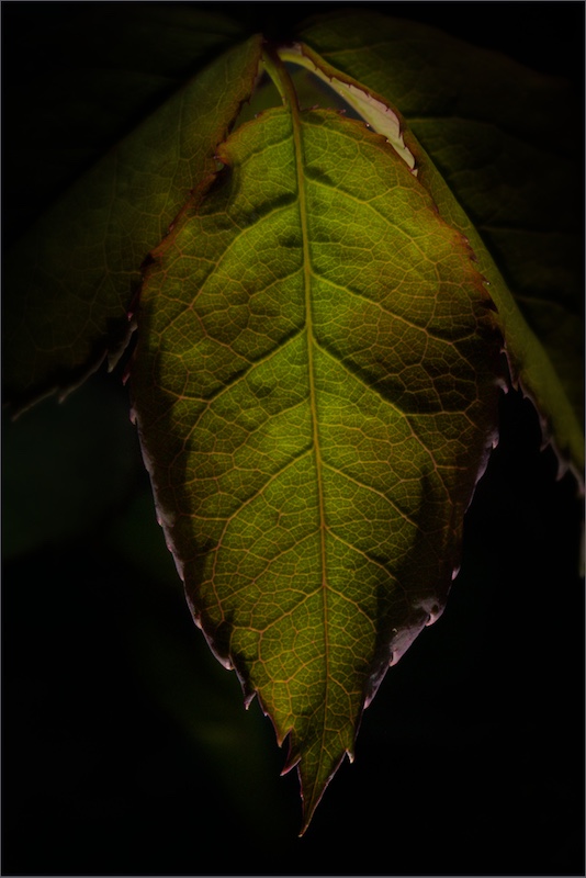 Vanderbijlpark Fotografiese Vereniging - Eanette Maass - roosblaar