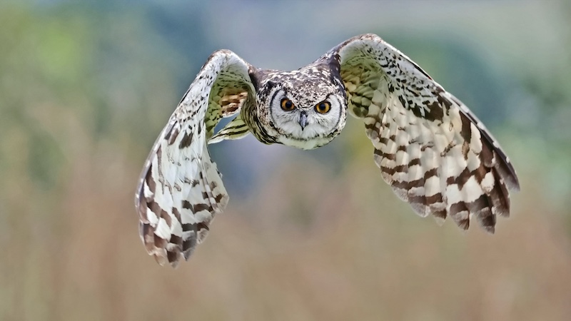 Westville Camera Club - Elton Bartlett - Eye on the Prize