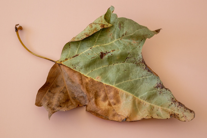 Witzenberg Photographic Society - Mabru Marais - Twee seisoene in een blad