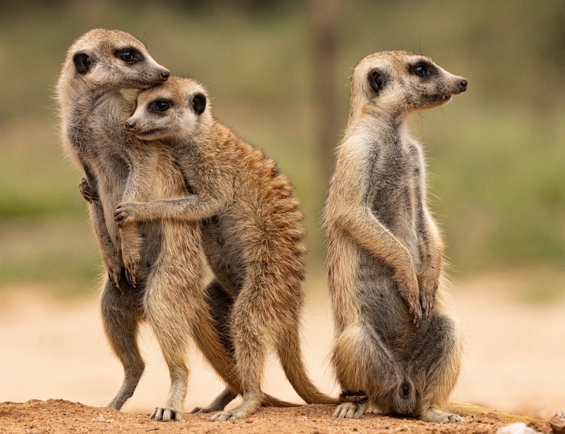 Amber Camera Club - Rose Douglas - I love you like my brother