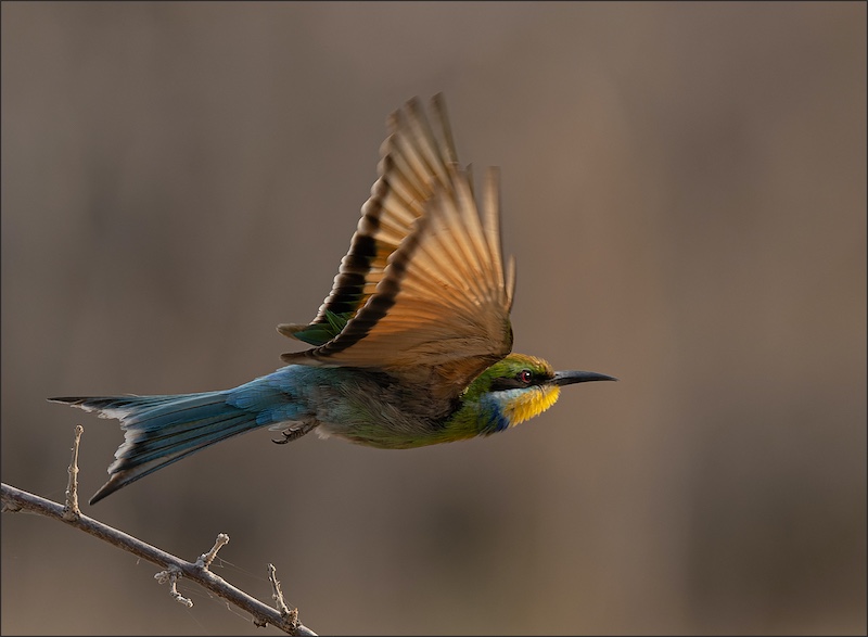 Bethal Fotografie Klub - Johan Drotsky - Net opgevlieg
