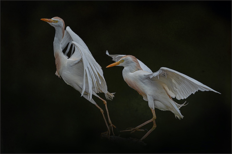 George Camera Club - Louis  Van Zyl - Adios