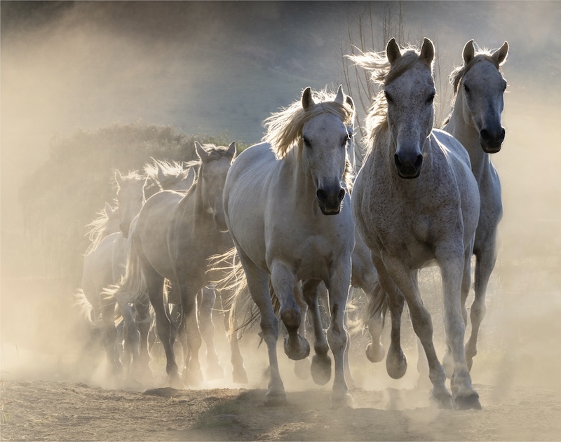 Klerksdorp Fotografie Klub - Monique Van Rooyen - Dusty back Lit
