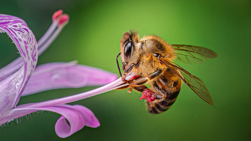 Knysna Photographic Society - Cathy Birkett - Natures partnership