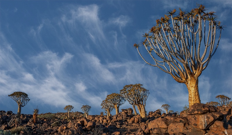 Magalies Foto Fun Club - Willie Labuschagne - Quiver trees against sky