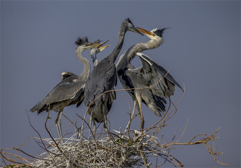 Mosselbaai Kameraklub - Anton La Grange - Dont fight in front of the us children