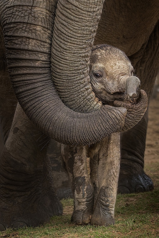 Port Elizabeth Camera Club - Charmaine Joubert - Ellie trunk communication