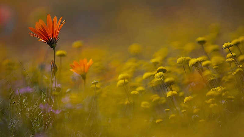 Pretoria Photographic Society - Johan Hosten - Wild Flowers