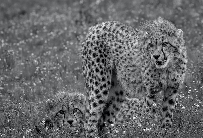 Princes Grant Camera Club - Kitty Steyn - Hou hom in die oog