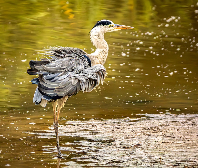 Sapphire Coast Camera Club - Wynand  Grobler - Heron splashing