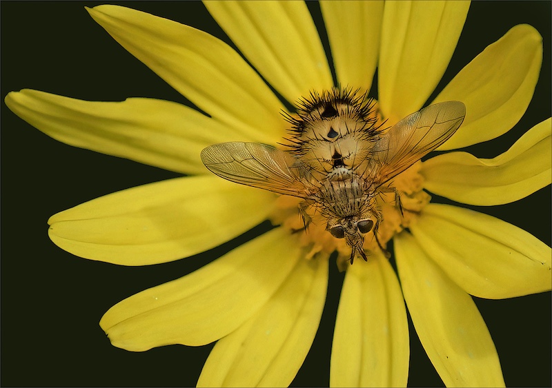Sasol Highveld Photography Club - Leon Pelser - Bee Fly