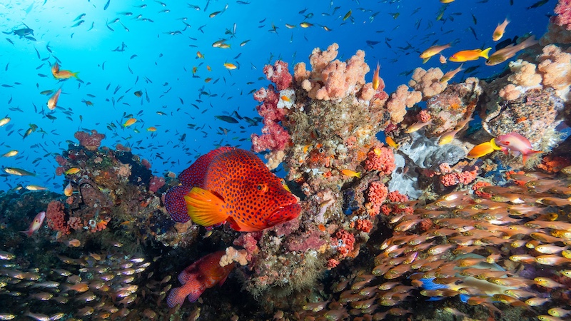 Scottburgh Camera Club - Barry Coleman - Bounty